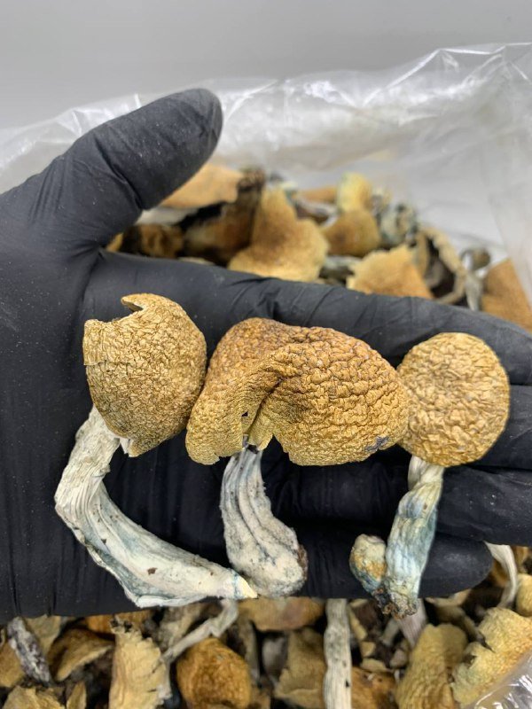 Jedi Mind Fuck Mushrooms