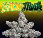 LEMON MINTS STRAIN