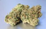 Platinum Girls Scout