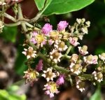 Alicia anisopetala – Black Ayahuasca 10g